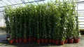 Produktbild: 4x Efeu Pflanze Hedera helix 200 cm Pyramide winterhart Kletterpflanze Hecke