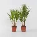 Produktbild: Plant in a Box - Mexikanische Fächerpalme - 2 Stk - Washingtonia robusta - Höhe 50-60cm - Topf 15cm