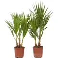 Produktbild: Plant in a Box Washingtonia Robusta - Mexikanische Fächerpalme 2er Set Höhe 50-60cm
