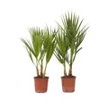 Produktbild: Plant in a Box - Washingtonia Robusta - 2er Set - Mexikanische Fächerpalme - Palmen Winterhart draußen - Topf 15cm - Höhe 50-60cm