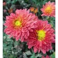 Produktbild: Winteraster Oury - Chrysanthemum hortorum