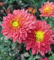 Produktbild: Winteraster Oury - Chrysanthemum hortorum - lebende Gartenpflanze aus den Baumschulen