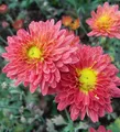 Produktbild: Winteraster Oury - Chrysanthemum hortorum