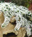 Produktbild: BALDUR Garten Winterharter Bodendecker Steinaster 'Snowflurry', 1 Pflanze, Aster ericoides, winterharte Staude, trockenresistent, mehrjährig, bienenfreundlich, blühend