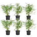 Produktbild: Bloomique - 6er Set - Fargesia Rufa - Bambus Pflanze - Gartenpflanze - Balkonpflanzen - Winterhart - Nicht Invasiv - Höhe 20-30 cm - Topf 10 cm - Grün