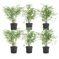 Produktbild: Bloomique - 6er-Set - Fargesia Rufa - Bambus Pflanze - Gartenpflanze - Balkonpflanzen - Winterhart - Nicht Invasiv - Höhe 20-30 cm - Topf 10 cm