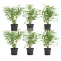 Produktbild: Bloomique - 6er Set - Fargesia Rufa - Bambus Pflanze - Gartenpflanze - Balkonpfl