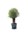 Produktbild: Sunny Tree - Yucca Rostrata - Palme - Stammhöhe 50/60 cm - 160 cm - Winterhart- Palmlilie