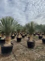 Produktbild: Sunny Tree - Yucca Rostrata - Palme - Stammhöhe 50/60 cm - 180 cm - Winterhart- Palmlilie