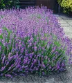 Produktbild: BALDUR Garten 9er Winterharte Stauden Lavendel-Hecke 'Blau', Pflanzen mit 9x9 cm Topfballen, Duftlavendel, Lavandula angustifolia Munstead, echter Lavendel, trockenresistent, bienenfreundlich