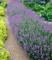 Produktbild: BALDUR Garten Hecken 9er Lavendel-Hecke 'Blau', 9 St., Duftlavendelhecken, winterhart, duftend, pflegeleicht