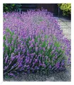 Produktbild: Winterharte Stauden Lavendel-Hecke Blau 9 Pflanzen Lavandula angustifolia