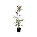 Produktbild: Fagus sylvatica 'Purpurea' 150-175 cm - Blutbuche, purpurrote Blätter, ideal als Solitärbaum, winterhart, pflegeleicht