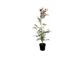Produktbild: Pflanzen für Dich Baum Fagus sylvatica Purpurea, 1 St., Blutbuche, Rotbuche, dunkelrot, schattenverträglich