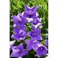 Produktbild: Platycodon Grandiflorus Fuji Blue Ballonblume Ca. 9x9 cm Topf