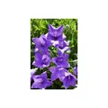 Produktbild: Platycodon grandiflorus 'Fuji Blue', Ballonblume, blau, ca. 9x9 cm Topf