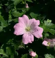 Produktbild: Storchschnabel Dreamland - Geranium cultorum