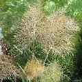 Produktbild: Bronze Fenchel - Foeniculum vulgare - lebende Gartenpflanze aus den Baumschulen