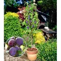 Produktbild: BALDUR Garten 1x Säulen-Pflaume 'Black Amber', Pflanze wurzelballiert, Prunus domestica, Säulenobst, winterhart, Zwergobstbaum, platzsparende Sä...