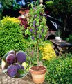 Produktbild: BALDUR Garten Obstpflanze Säulen-Pflaume 'Black Amber', 1 St., Selbstbefruchtend, winterhart, mehrjährig, pflegeleicht