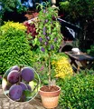 Produktbild: Säulen-Pflaumen 'Black Amber', 1 Pflanze, Prunus domestica