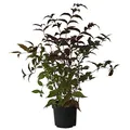 Produktbild: Amerikanische Weigelie Diervilla splendens Diva Bienennährgehölz 40-60 cm Pflanze im 3 Liter Topf