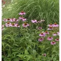 Produktbild: Sonnenhut Magnus - Echinacea purpurea