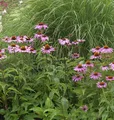 Produktbild: Sonnenhut Magnus - Echinacea purpurea