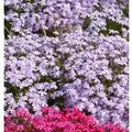 Produktbild: Teppich Phlox Bentia - Phlox subulata