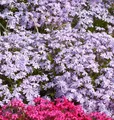 Produktbild: Teppich Phlox Bentia - Phlox subulata