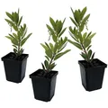 Produktbild: Plant in a Box Erdbeerbaum - Arbutus Unedo 3er Set Höhe 25-40cm