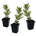 Produktbild: Plant in a Box - Arbutus Unedo - Erdbeerbaumpflanze - 3er Set - Topf 9cm - Höhe 25-40cm