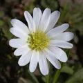 Produktbild: Balkanwindröschen White Splendour - Anemone blanda