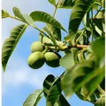 Produktbild: Echter Walnuss 80-100cm - Juglans regia
