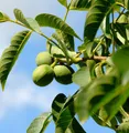 Produktbild: Echter Walnuss 80-100cm - Juglans regia