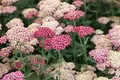 Produktbild: Achillea millefolium 'Paprika' 9x9 cm Topf – Winterhart, Mehrjährig, Pflegeleicht – Schafgarbe – Staude für Beet & Garten