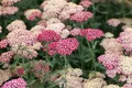 Produktbild: Achillea millefolium 'Paprika', Schafgarbe, rot, ca. 9x9 cm Topf
