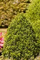 Produktbild: Pflanzen für Dich Gehölze Buxus semp. arborescens, 1 St., Buchsbaum, Gewöhnlicher Buchsbaum