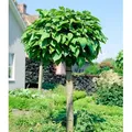 Produktbild: BALDUR Garten 1x Kugel-Trompetenbaum auf Stamm, Pflanze im 4 Liter-Topf, duftende Blätter die Insekten fern halten, trockenresistent, winterhart, ...