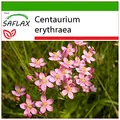 Produktbild: SAFLAX - Heilpflanzen - Tausendgüldenkraut - 250 Samen - Mit keimfreiem Anzuchtsubstrat - Centaurium erythraea