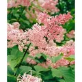 Produktbild: Syringa Reflexa Chinesischer Flieder 60-80 cm