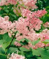 Produktbild: Pflanzen für Dich Gehölze Syringa reflexa, 1 St., Hängender Flieder, Chinesischer Flieder