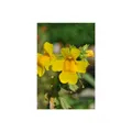 Produktbild: Mimulus luteus, Gelbe Gauklerblume, ca. 9x9 cm Topf