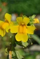 Produktbild: Pflanzen für Dich Staude Mimulus luteus, 1 St., Gelbes Gauklerblümchen, Gelbe Gauklerblume