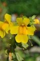 Produktbild: Mimulus luteus, Gelbe Gauklerblume, ca. 9x9 cm Topf