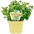Produktbild: Blu Bio-Rokoko-Minze Topf-Ø ca. 12 cm Mentha suaveolens calixte