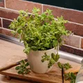 Produktbild: Mein schöner Garten DE Bio Minze 'Rokoko' EH002548-001-12X20
