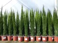 Produktbild: 5x Mittelmeerzypresse Cupressus Sempervirens Totem 100 - 120 cm Toskana Zypresse
