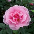 Produktbild: Kletterrose „Camelot®“ - rosa blühende, duftende ADR-Topfrose im 6 L Topf - frisch aus der Gärtnerei - Pflanzen-Kölle Gartenrose