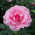 Produktbild: Kletterrose „Camelot®“ - rosa blühende, duftende ADR-Topfrose im 6 L Topf - fris